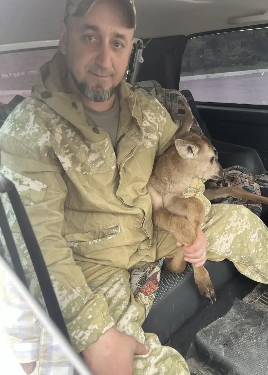 Изюбря-сироту спасли в Хабаровском крае    В районе имени Лазо на лесной дороге местные жители обнар