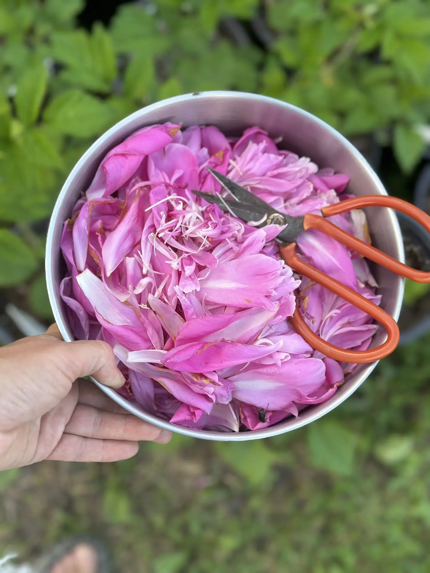 Время собирать лепестки пионов 🌿