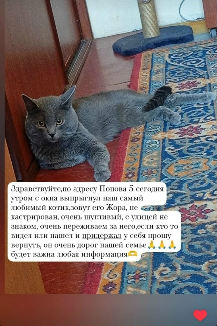Потерялся котик
Важна любая информация