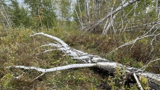 Под Новосибирском один охотник застрелил другого вместо медведя