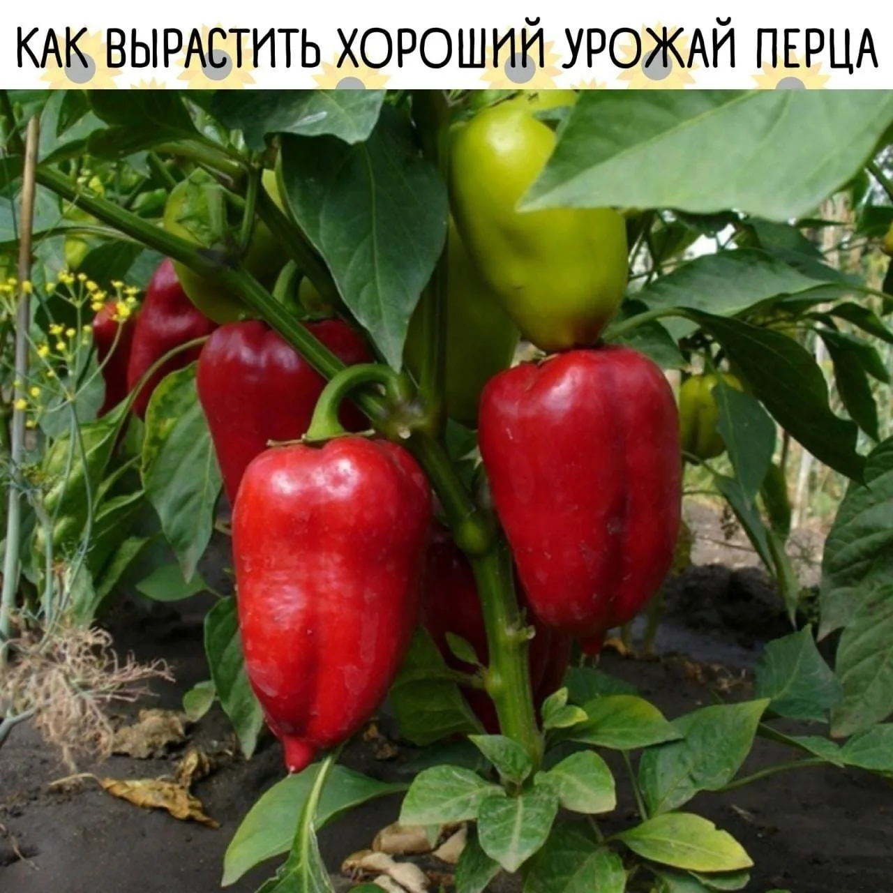 Как получить богатый урожай перца 🫑
