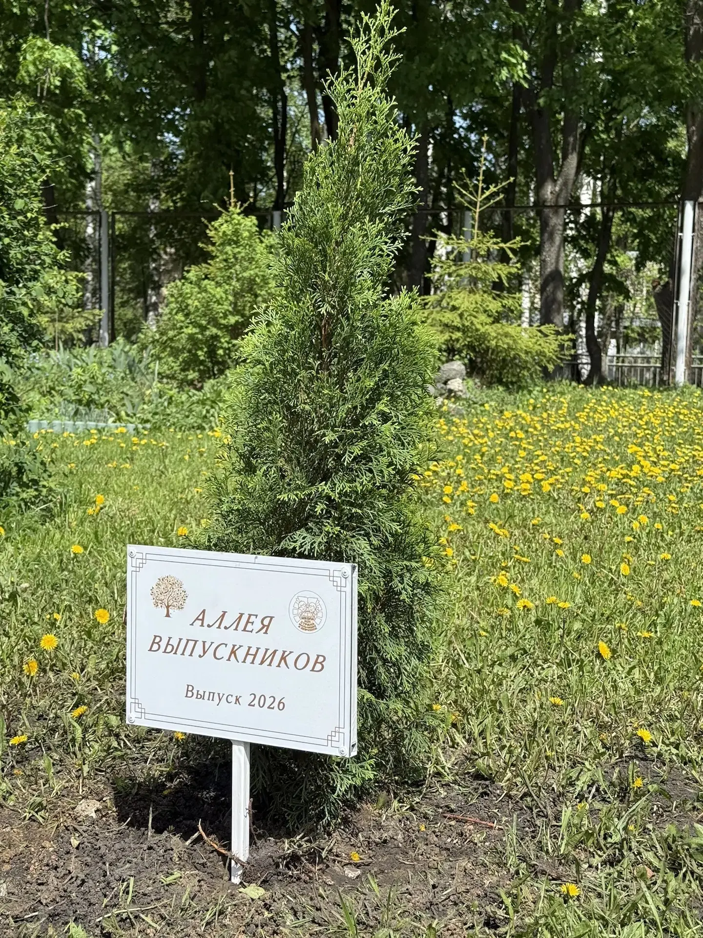 Традиционно в нашей школе выпускники сажают тую. 🌿 В этом году уже в пятый раз 11-классники посадили