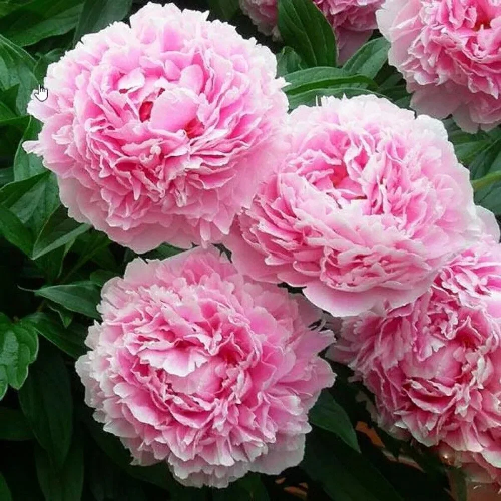И заключительный пион который я вам предложу, это Сара Бернар. 💕🌸

Классика, сорт-легенда! Один из