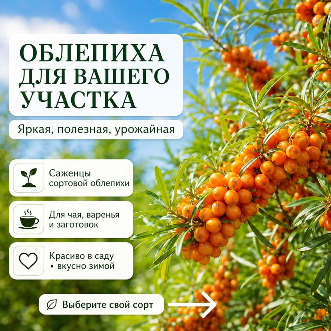 🧡 Ягоды, которые спасают зиму!