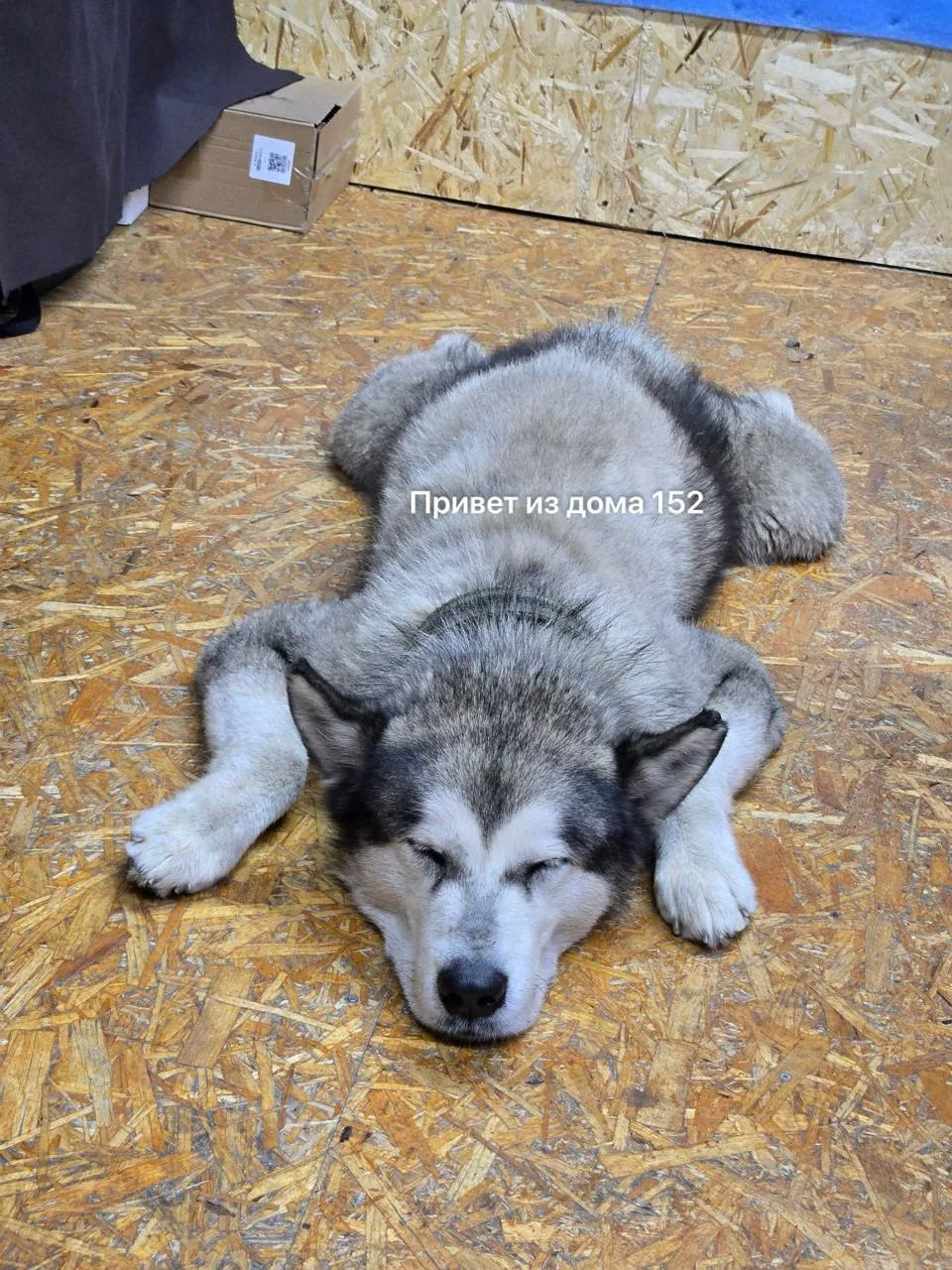 🌙 Всем тихо — шабака спит 😄