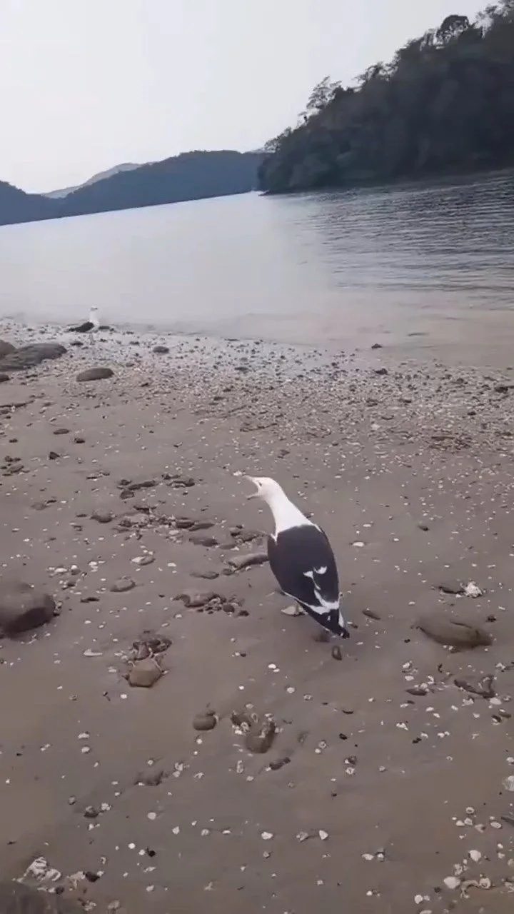 Видео