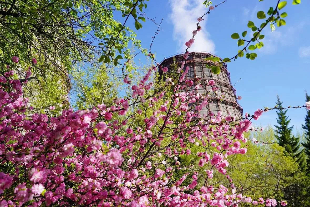 🌸Как дивно сакура цветет!