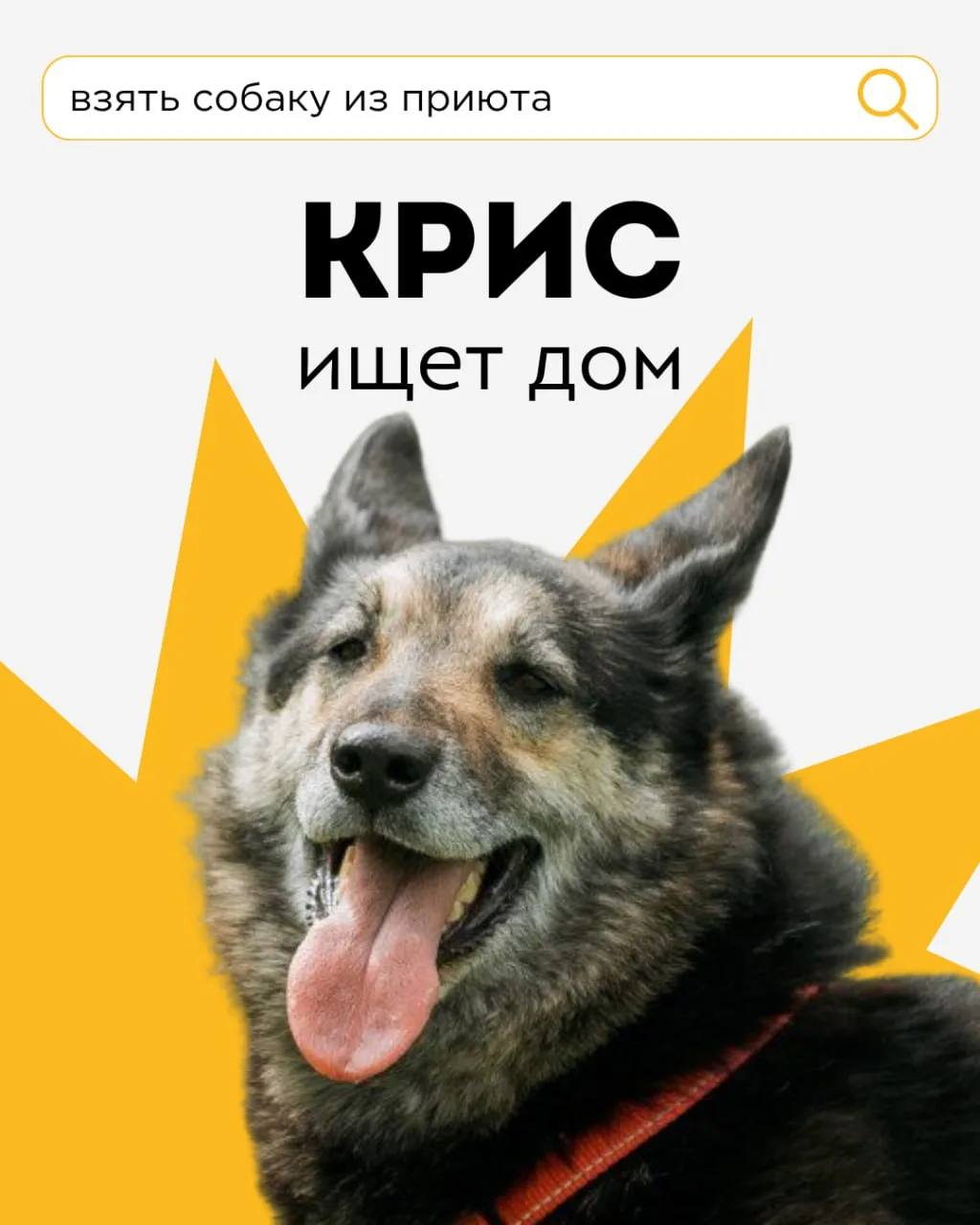 Крис ищет дом 🐶