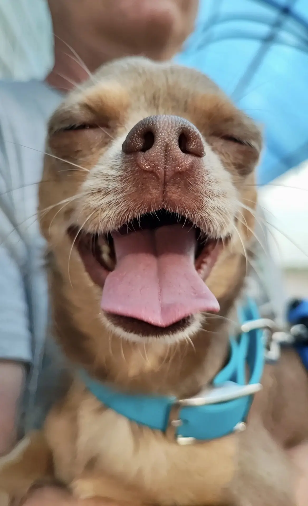 🐾👌🏻☀️