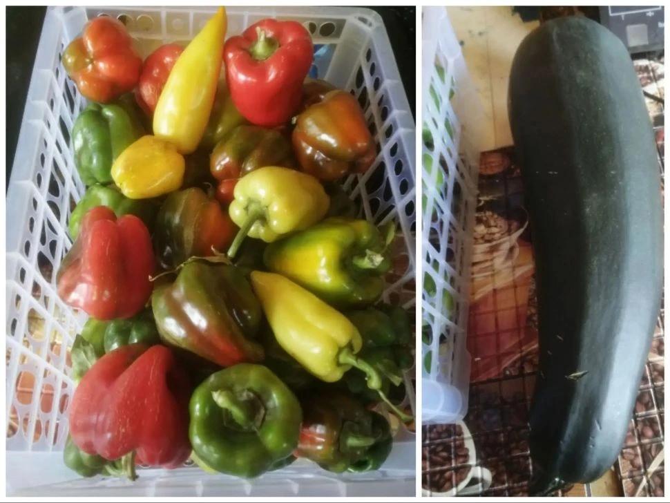 Продам перец 3 кг./250 руб., кабачок в подарок. Самовывоз в любое время мкр. Октябрьски...