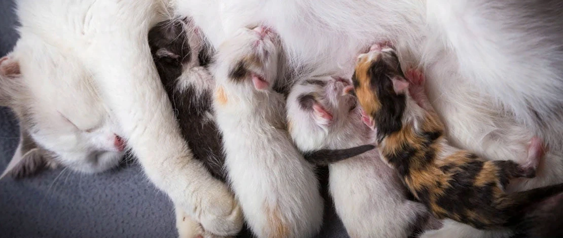 ‼️‼️‼️ ВАЖНО ‼️‼️‼️
Может быть кому-то нужна кормящая кошка для котят ? 
На днях кошка родила котят,