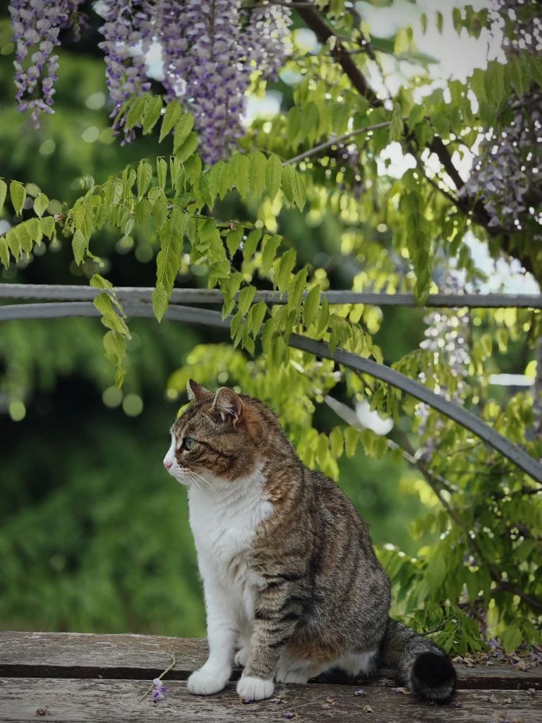 В Севастополе цветет глициния, это невероятное лиловое волшебство💜🌿 А какой аромат...