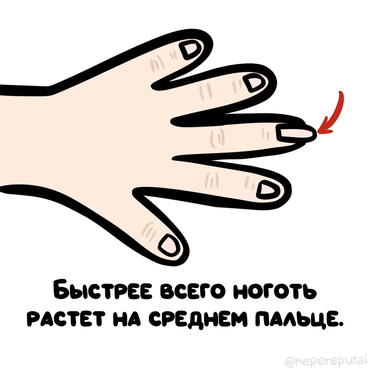 Теперь понятно, почему этот палец такой важный – даже ноготь знает, как быстро растут д...