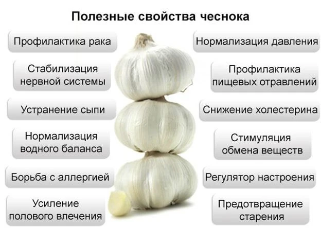 Чеснок — природный защитник сердца и сосудов