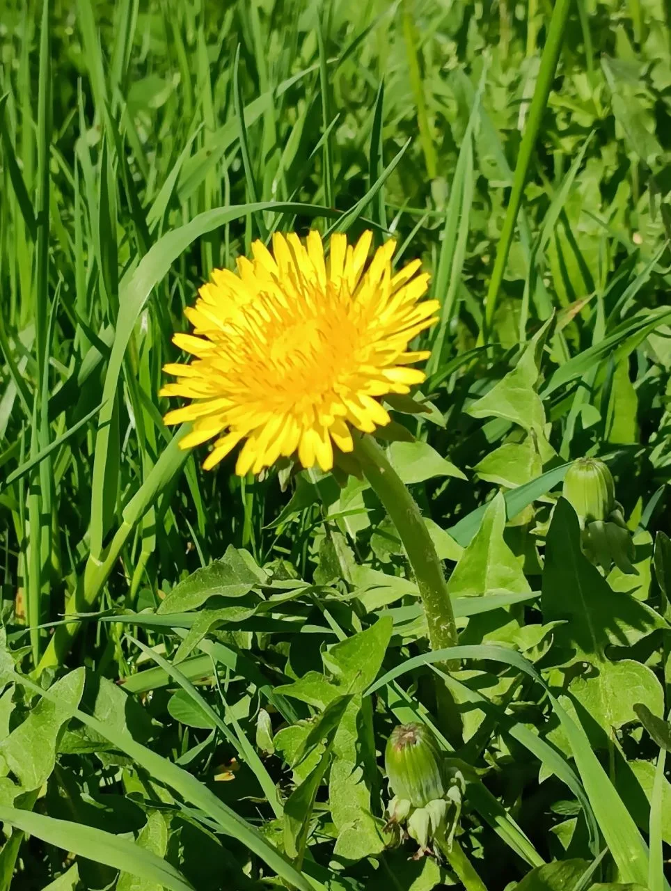 🌼Одуванчики цветы