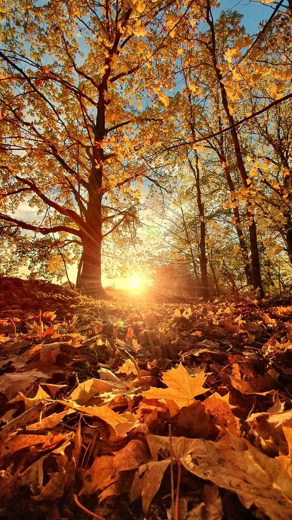 🍁 Доброе утро! 🍁