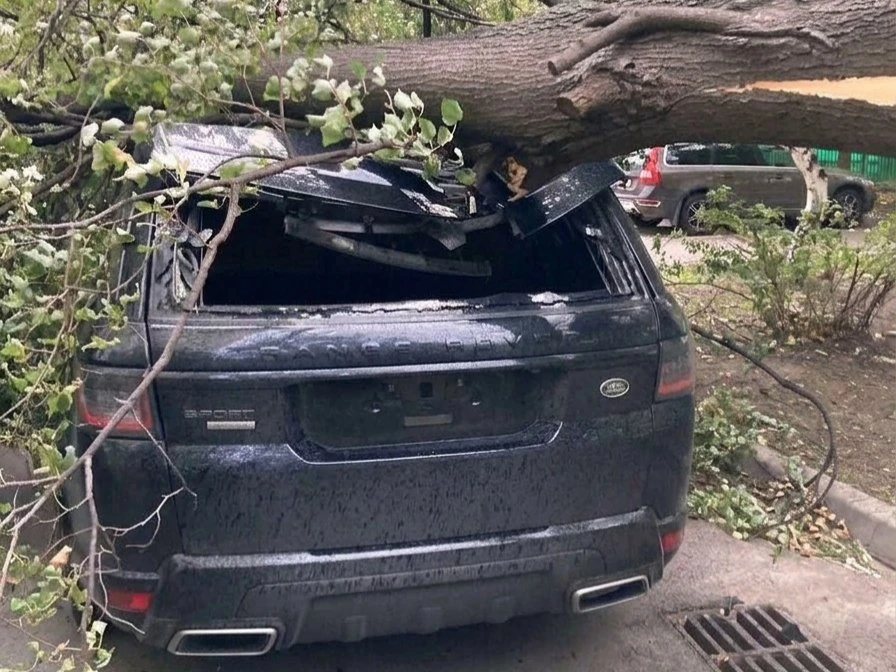 🌳 Упавшее дерево повредило автомобили
