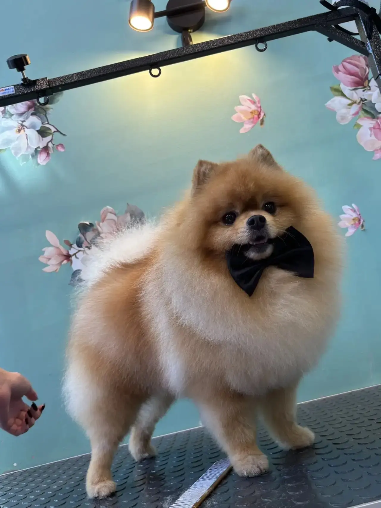 🐾Это Лари.