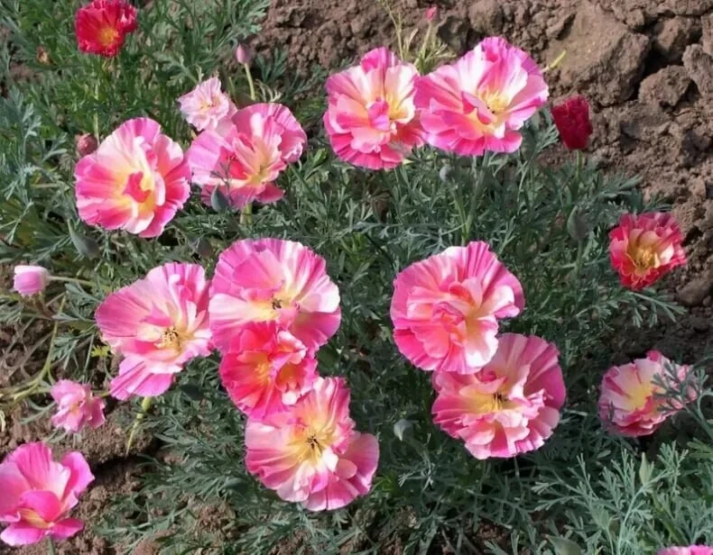 Эшшольция - трепетные бабочки на клумбе🌸