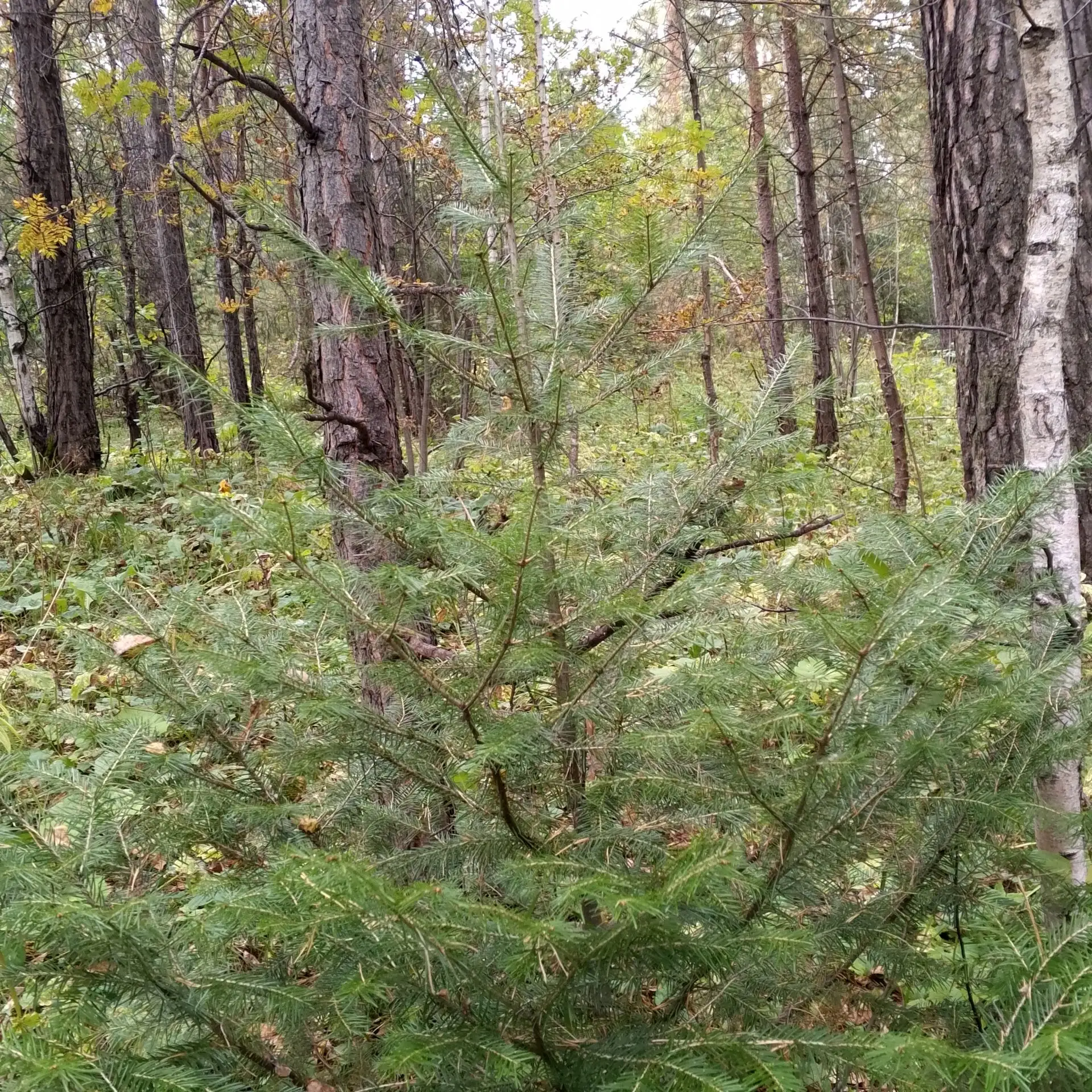 Привет, студенты и преподаватели! 🌲🍄