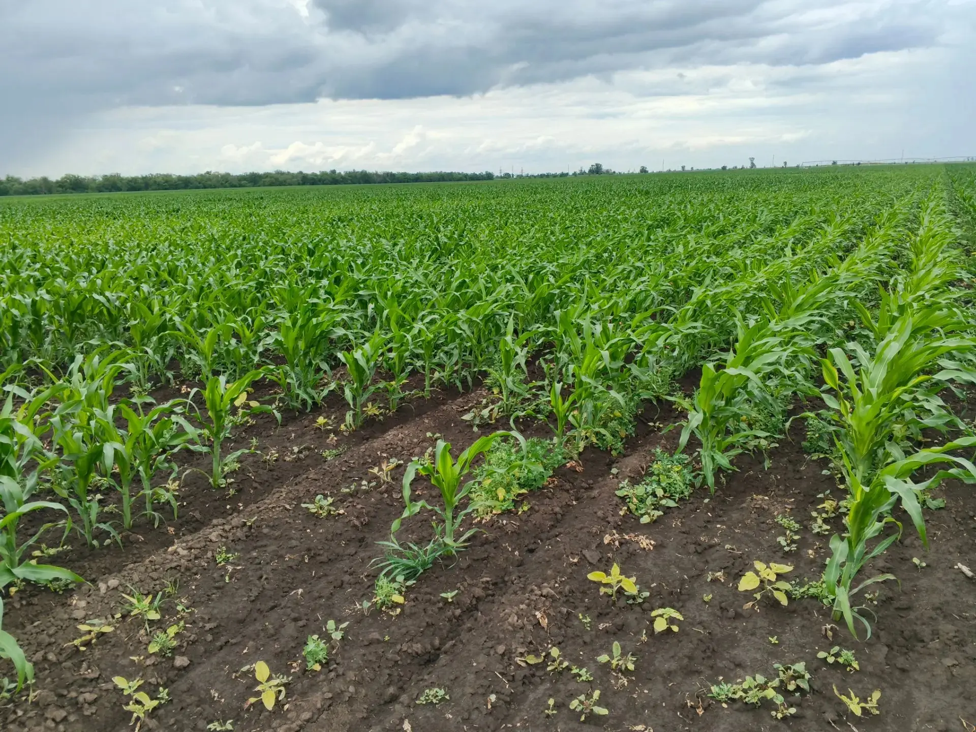 Кукуруза 🌽 Зав210
