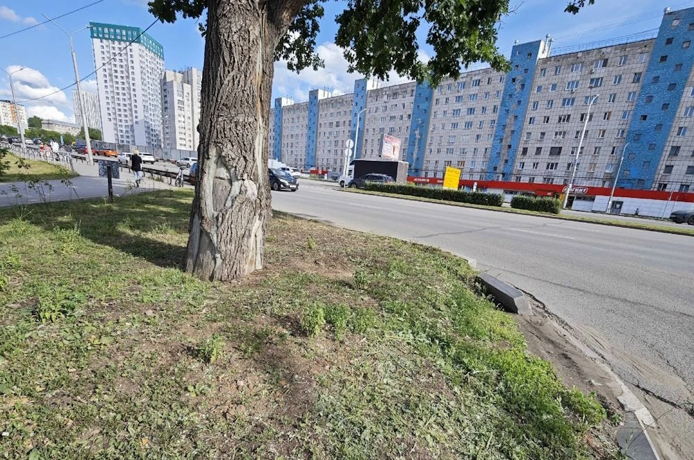 😡🌳 В Перми коммунальщики снова повредили участок у столетнего дуба, несмотря на запреты.

Рабочие 