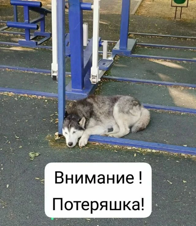 Друзья, нужна ваша помощь! 💔Уже вторую неделю в нашем парке «Софора» в ст.Отрадной жив...