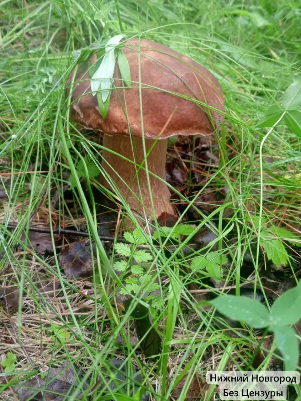 🍄 В лесах Нижегородской области после дождей белые растут целыми полянами

Грибники делятся кадрами