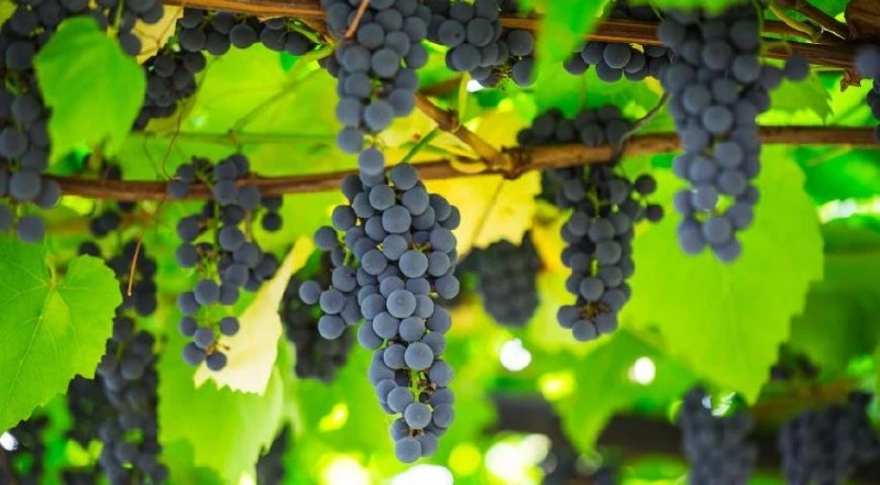 🍇 ПОДКОРМКА ВИНОГРАДА 🍇