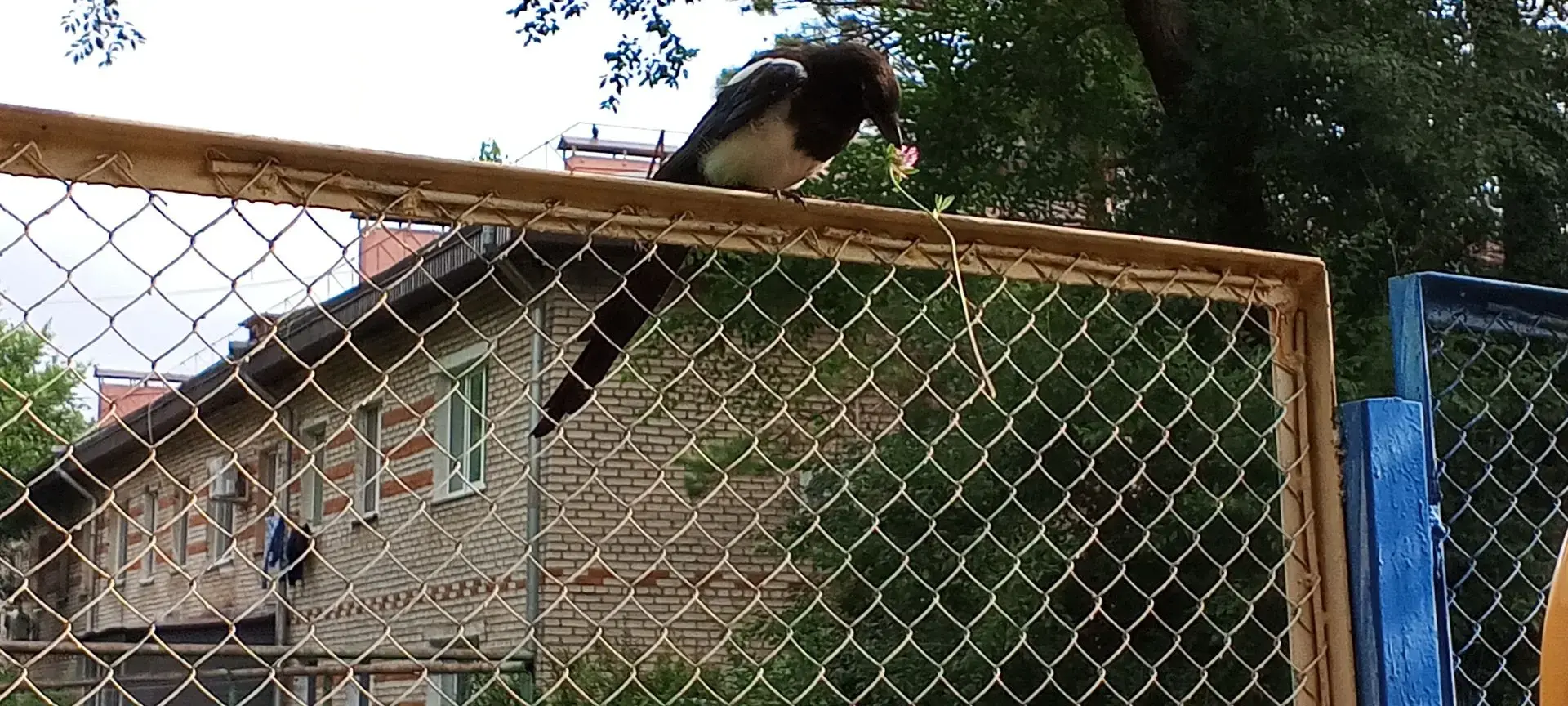 🐦 Маленькая сорока и большое открытие: как прошло наблюдение в природе

На нашем участке для прогул