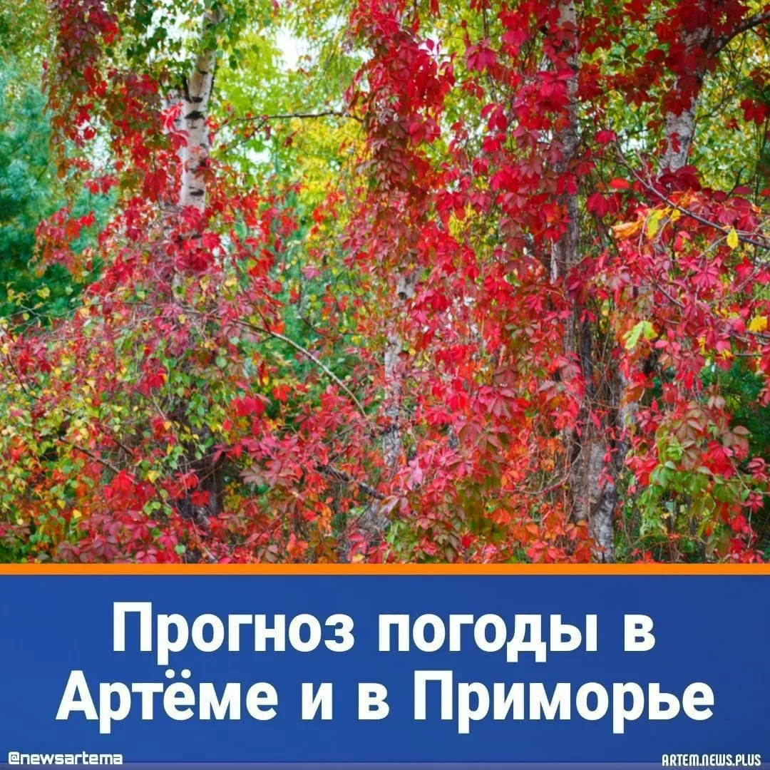 ⭐️ Сегодня, 8 октября, погоду в Приморском крае будет определять поле повышенного атмос...
