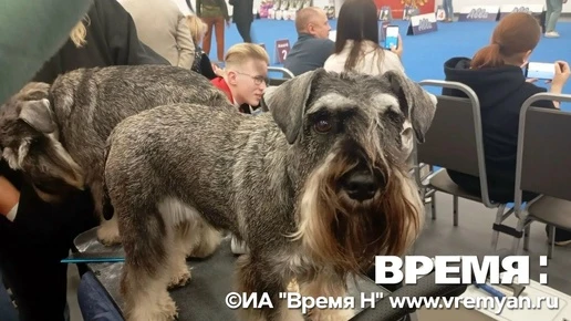 Царство хвостов и лап: на Нижегородской ярмарке открылась 30-я выставка «Зоомир»