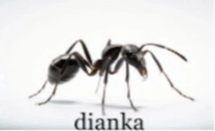 кидай дианке