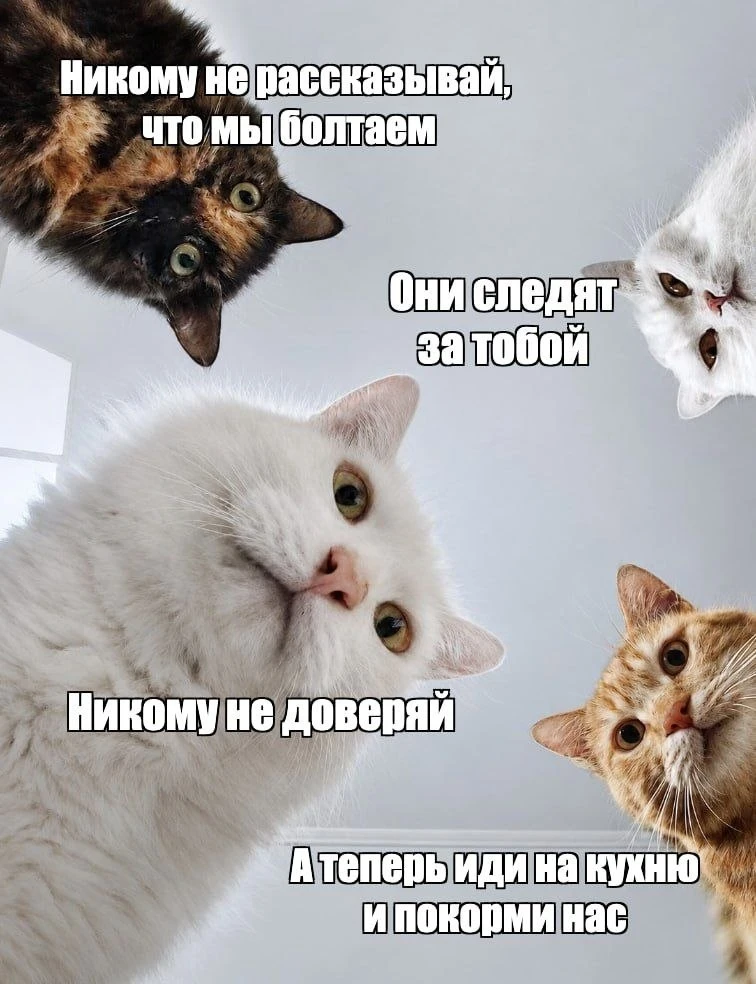 😸Безобидная привычка кошатников может стать тревожным сигналом