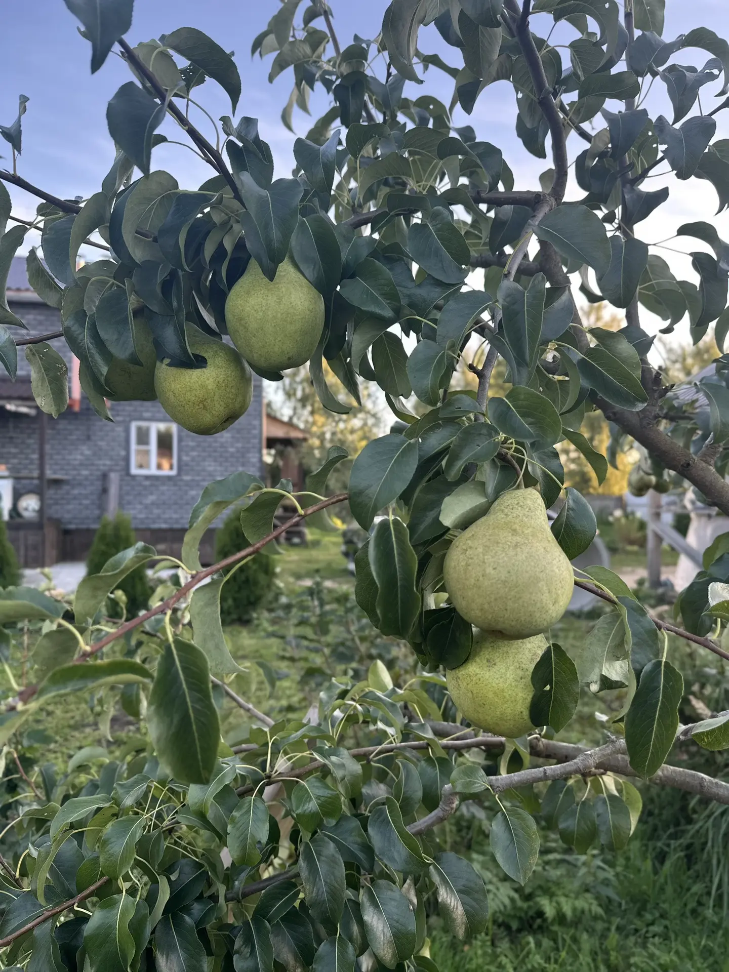 Сняли груши,передают заморозки ☺️