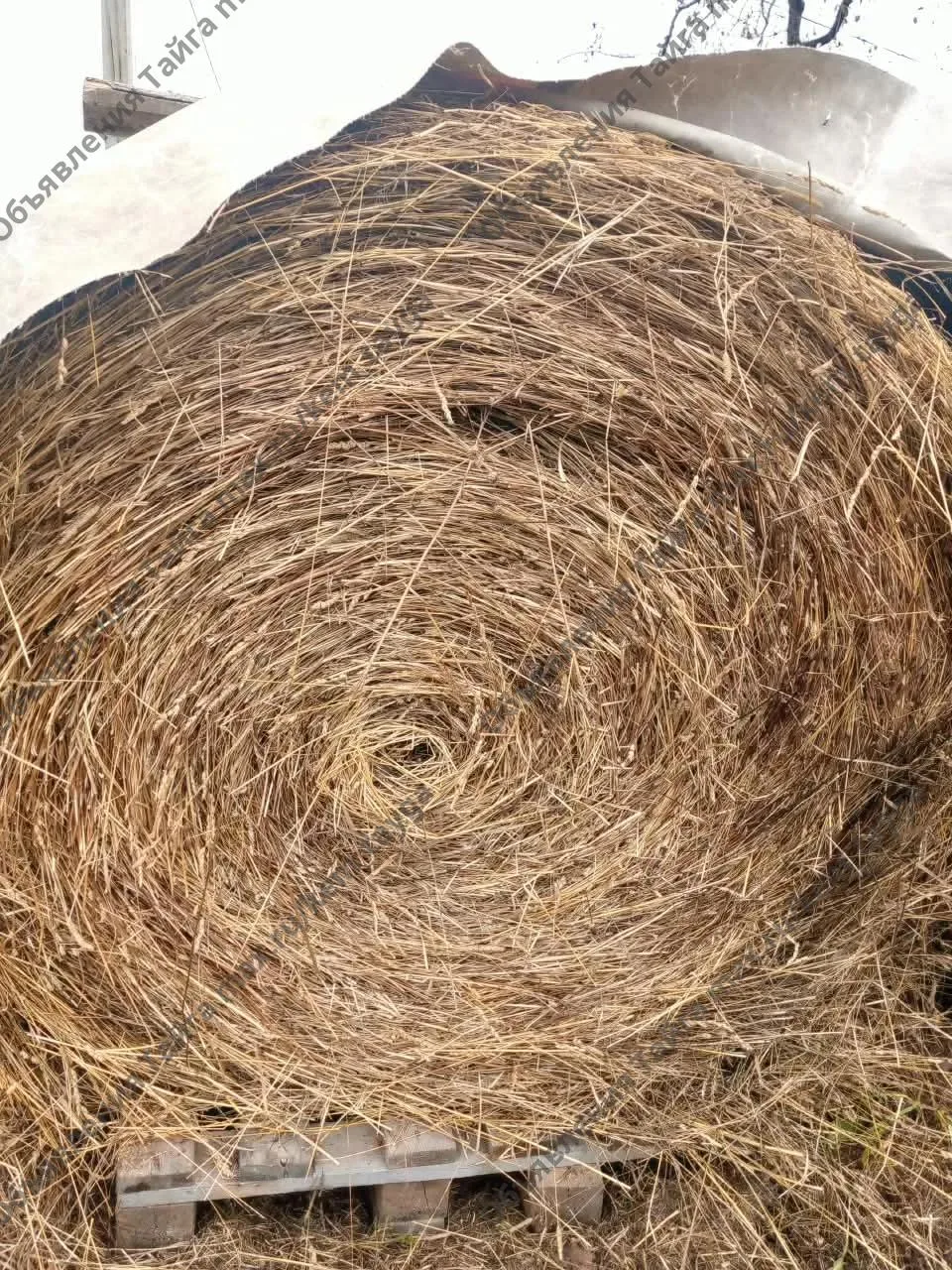 Продам 2 рулона Сена. Т89832167097. Самовывоз.