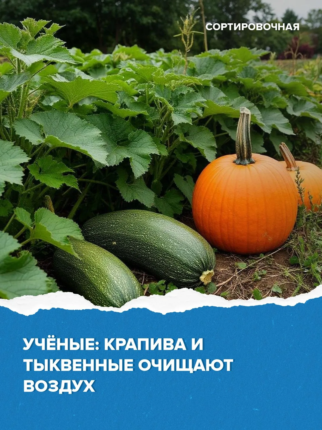 💡Дачникам рассказали, как улучшить качество воздуха на участке