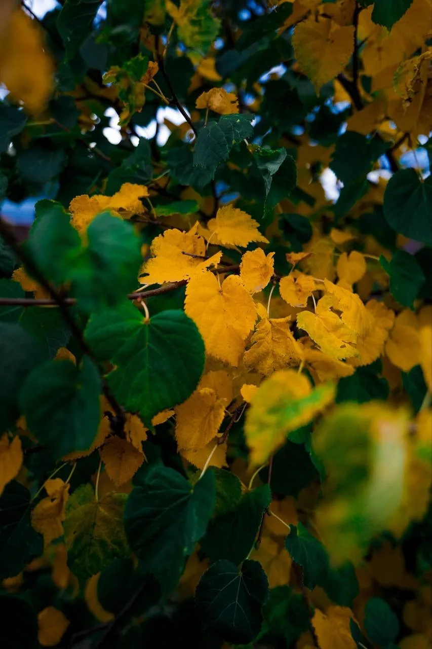 Краски осени в городе К. 🍂