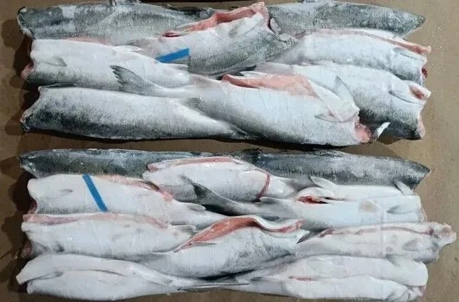 Кижуч ПБГ 0,8-1,2 кг. 880,00 руб.
