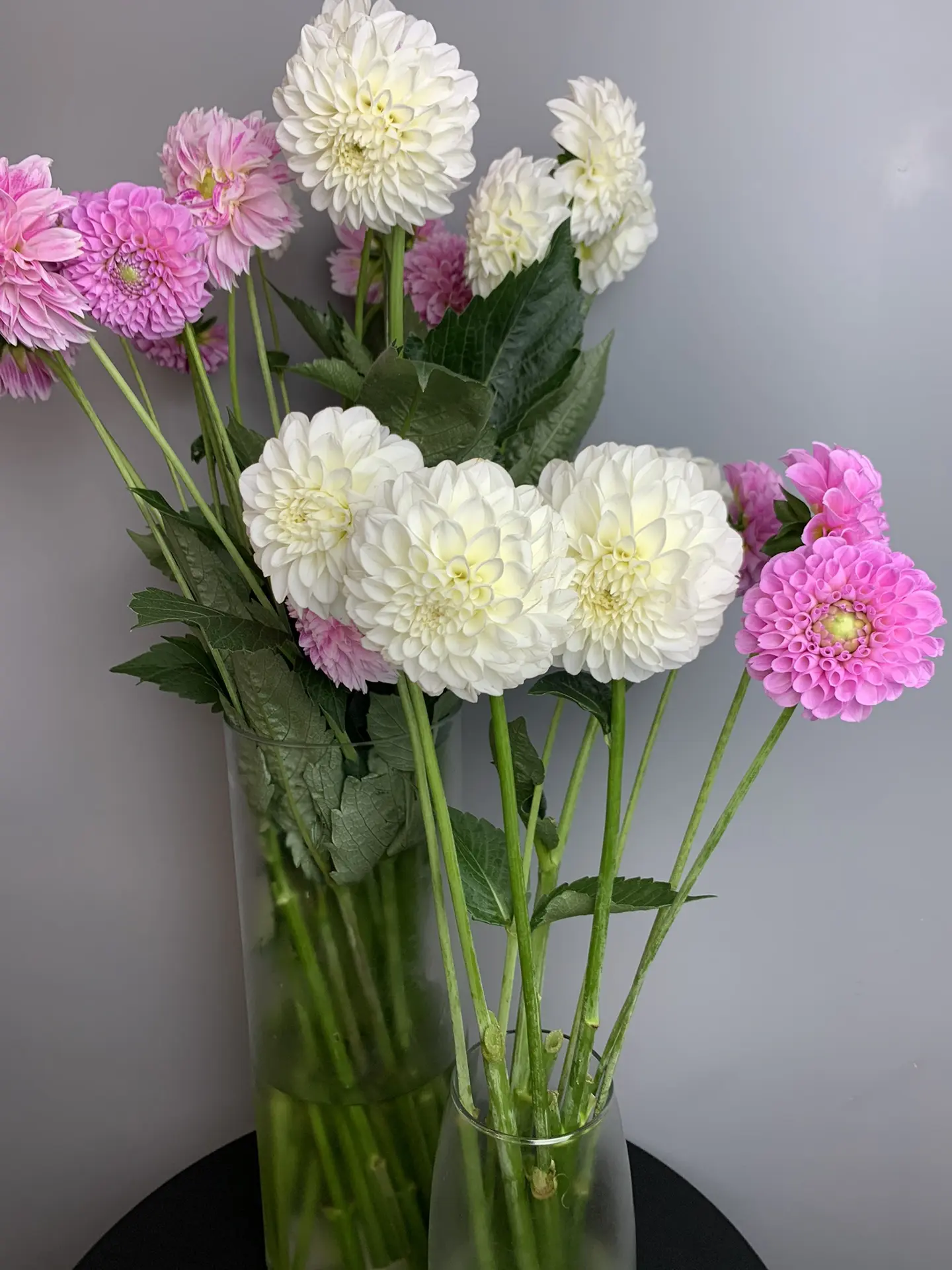 Георгины🥰