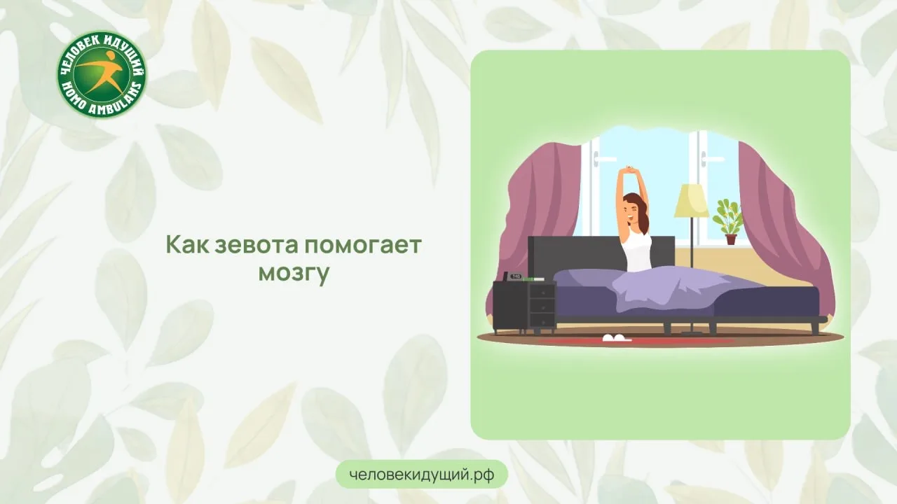 Зевать вроде как неприлично, но бывает, что её прямо-таки не сдержать. А зачем она нужн...