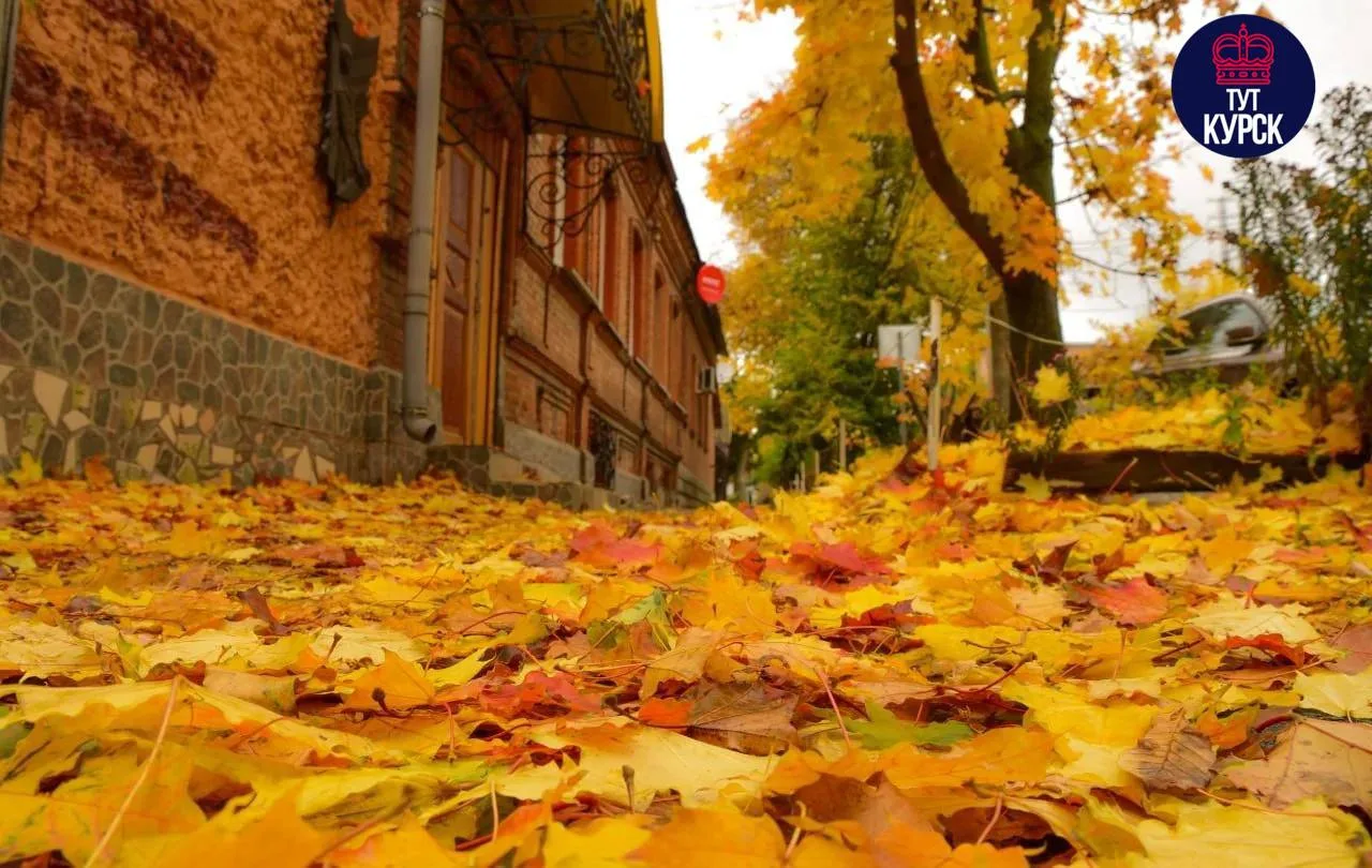 🍁 3 октября в Курской области будет прохладно и без дождя