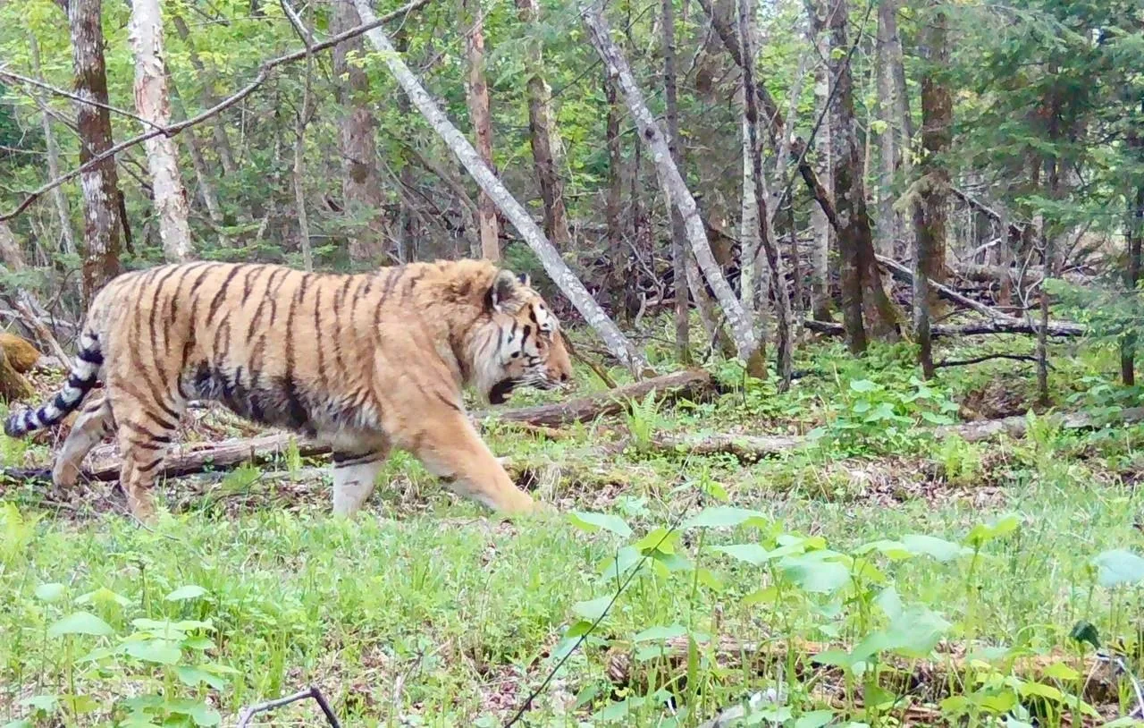 🌟Ну всё, время для послеобеденного сна 🐯