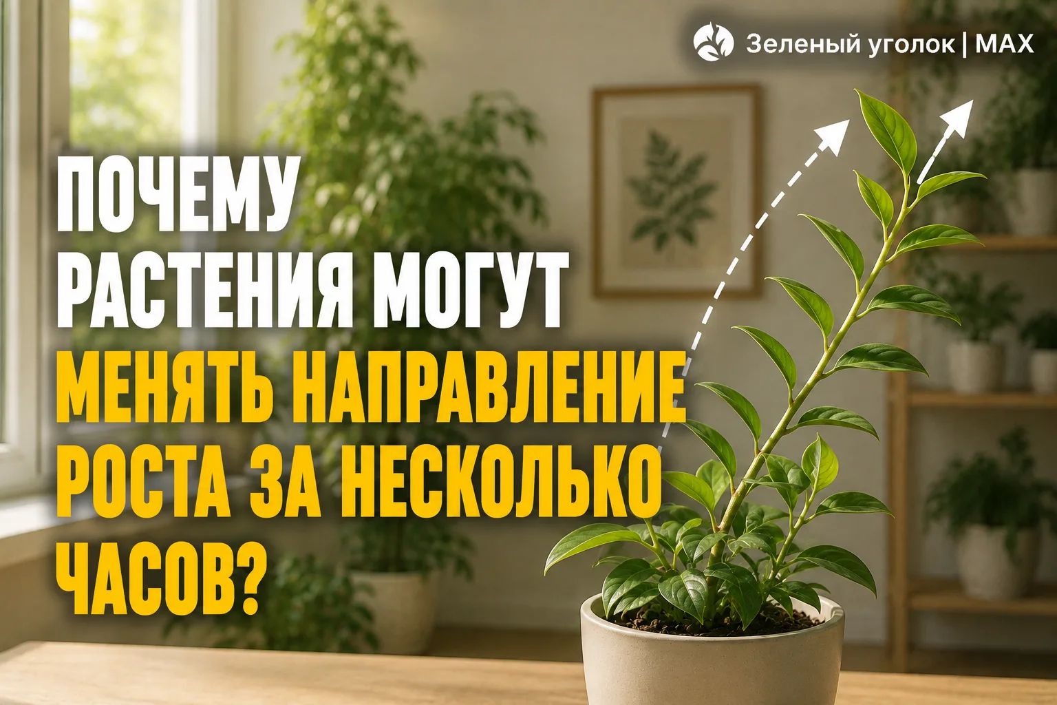 🍃 ПОЧЕМУ РАСТЕНИЯ МОГУТ МЕНЯТЬ НАПРАВЛЕНИЕ РОСТА ЗА НЕСКОЛЬКО ЧАСОВ?

Растения постоянно реагируют 