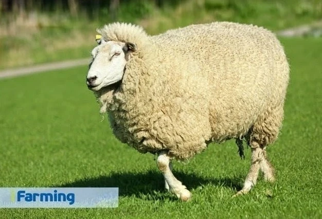 Куйбышевская порода овец — надёжный выбор для мяса и шерсти 🐑