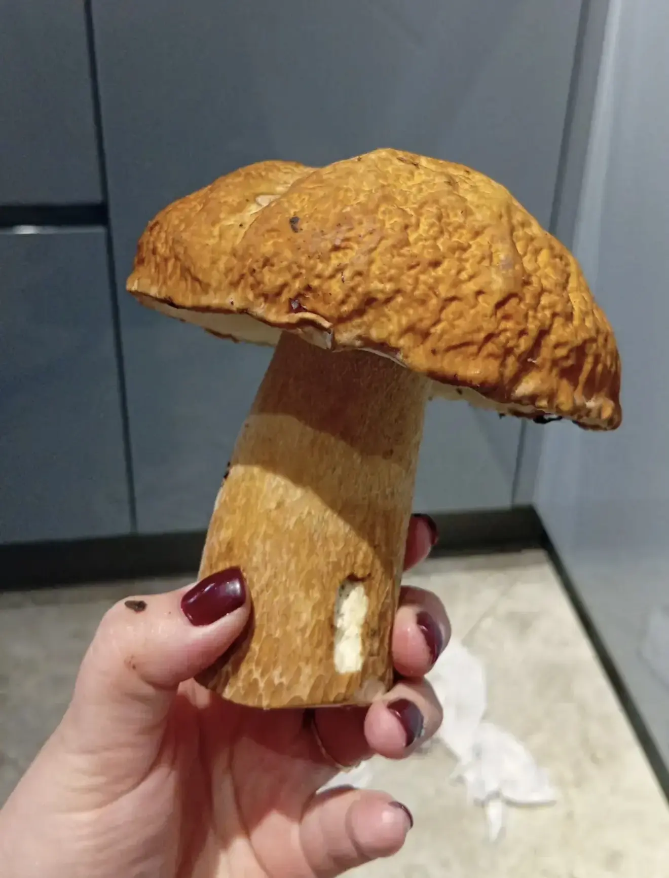 Царь грибов Апшеронского района!🍄‍🟫
