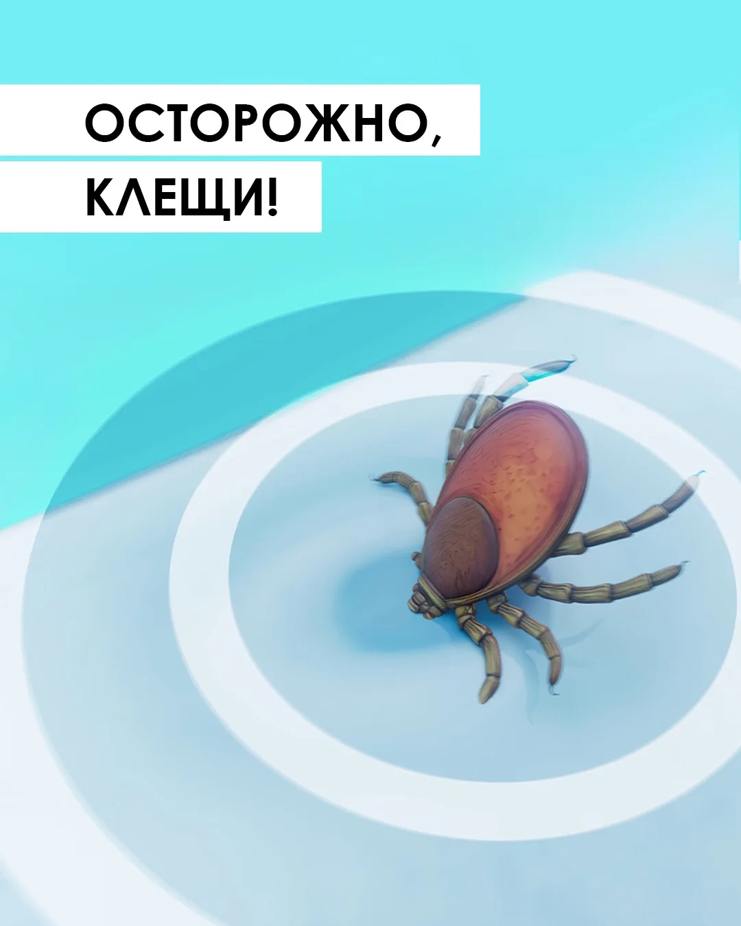 Что делать, если обнаружили присосавшегося клеща?