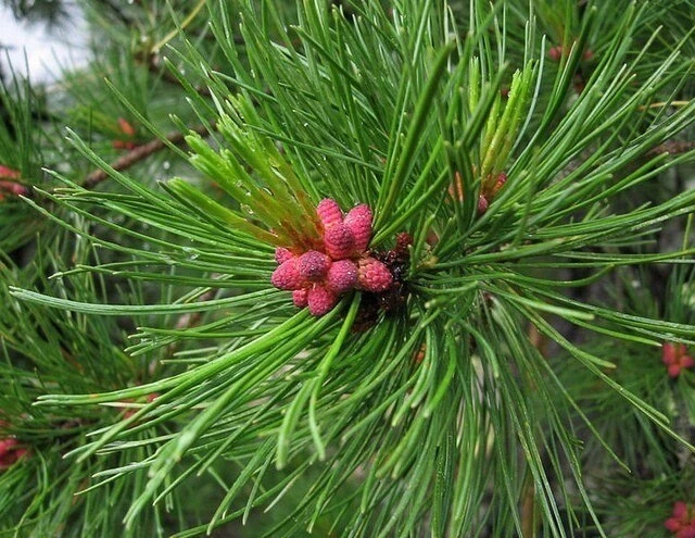 СИЛА КЕДРА 🌳

Питательные и целебные свойства кедровых орешков во многом объясняются качественным с