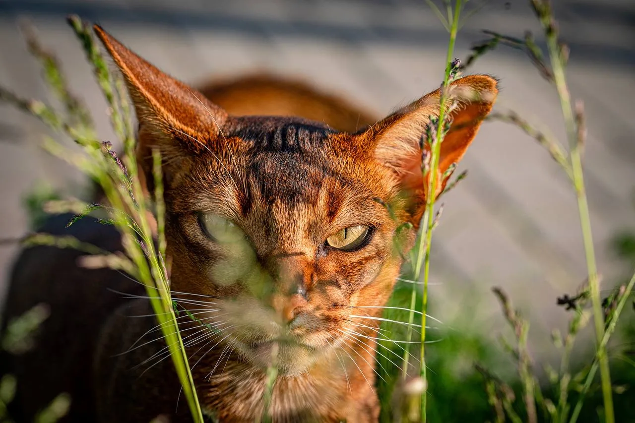 Кот, который гуляет сам по себе)