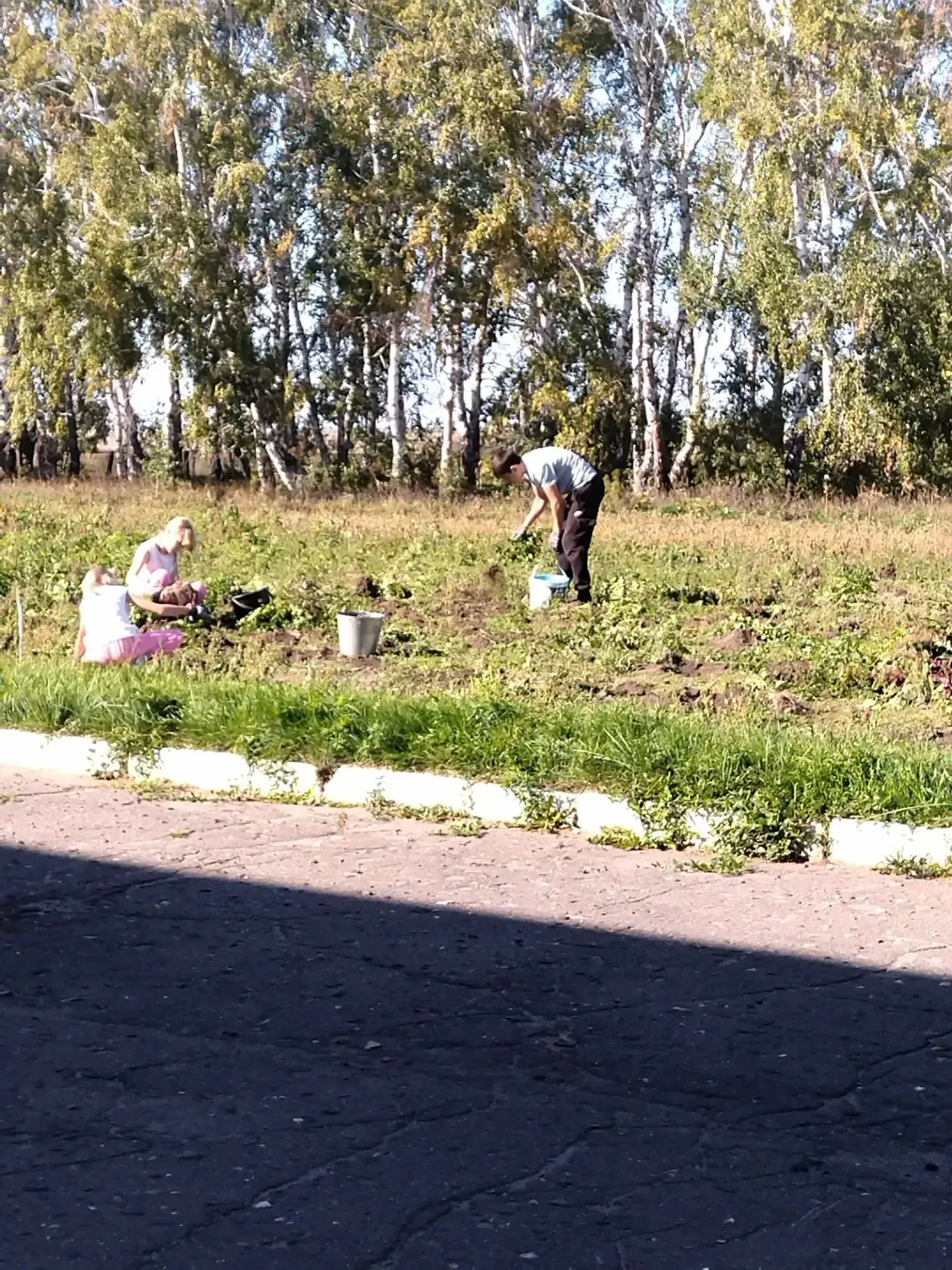 ☀️В МКОУ Тополевской оо школе прошла уборка урожая на пришкольном участке! 🥔